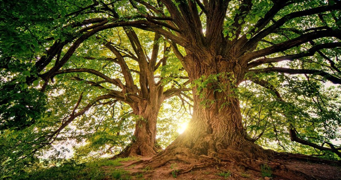 【７つの習慣⑦】肉体・心・知性・人間関係の４つの観点で、自分を磨き続けよう！