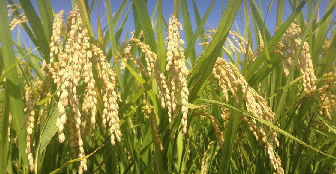 【一粒万倍日】何かを始めるには縁起の良い日（開業、結婚、買い物、投資・・・）