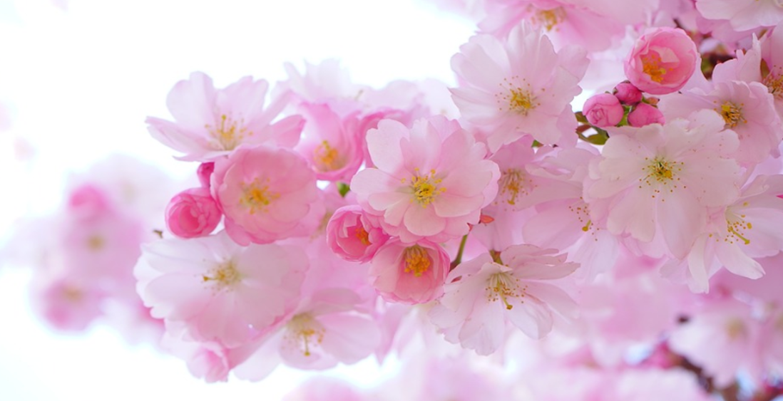 【生まれ持った運勢】自分が持っている先天的な運勢で、今後の生き方を考える。